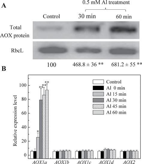 Alteration Of Aox Expression Level Under Al Treatment A Western Blot