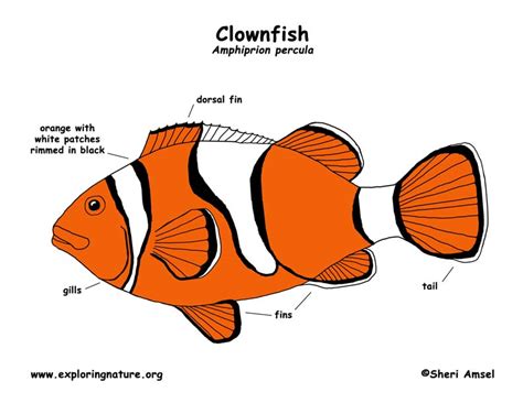 Clownfish