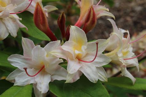 Rhododendron Nivalis Striata Gandavense Hybrid BG Me Flickr