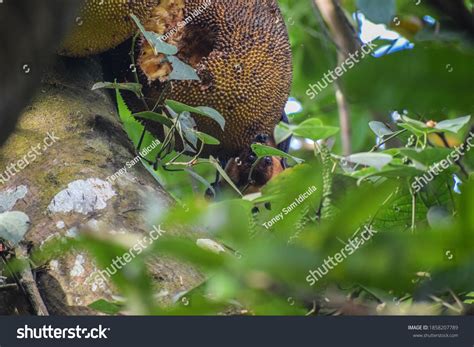 Fox Face Bat Eating Jackfruit Kerala Stock Photo 1858207789 | Shutterstock