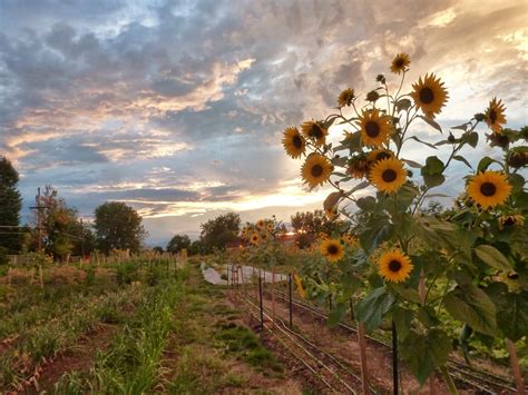 Farm Sunsets