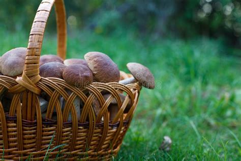 Edible Mushrooms Porcini In The Wicker Basket In Green Grass Stock