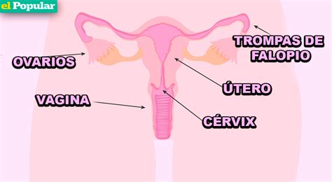 Aparato Reproductor Femenino Interno