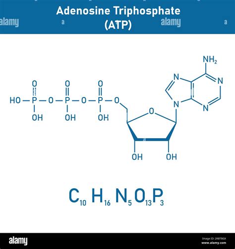 Adenosine Structure