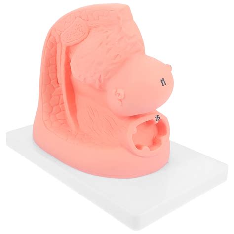 Buy iplusmile 2 Pieces Female Pelvis Model Female Pelvis Anatomy Model