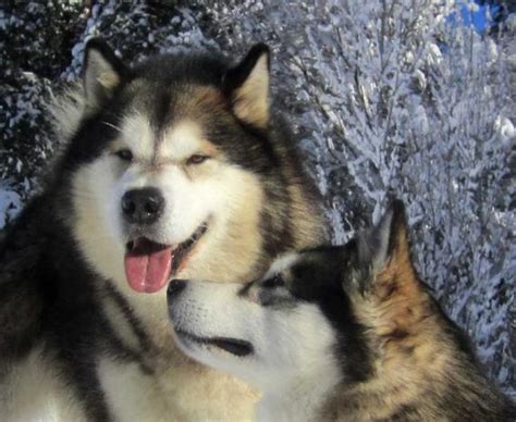 Alaskan Malamute Polyneuropathy | Canine Genetics Lab