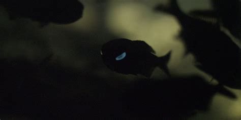 Bioluminescence-Driven Fish Schooling | AMNH