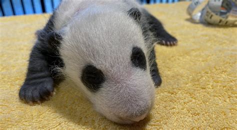 The National Zoo's New Baby Panda Is A Boy | Washingtonian