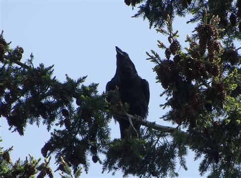 Ravens in Lincoln Park – Seattle Nature Alliance