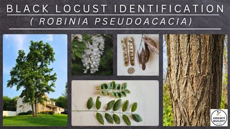 Complete Guide To Black Locust Tree What You Need To Know Growit