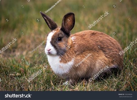 Brown Bunny White Spots On Snout Stock Photo 183249026 Shutterstock