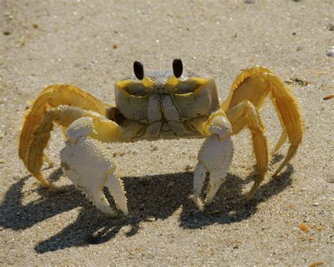 My Beach Crab Relaxing On The Sand