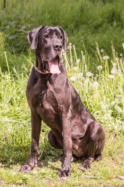 German Mastiff Living In Belgium Stock Image Image Of Waiting Tree