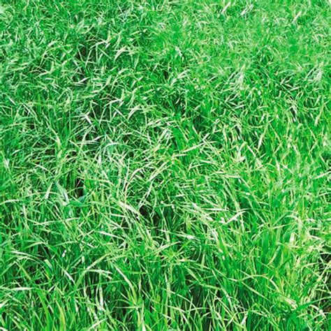 Rye Grass Tama Agp 25kg Semillas De Rye Grass Pasto Forraje Tetraploide Corte Agp