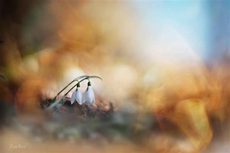 This Japanese Photographer Captures Mesmerizing Macro Photos Of Flowers