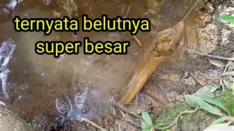 Pancing Belut Di Parit Kebun Sawit Youtube