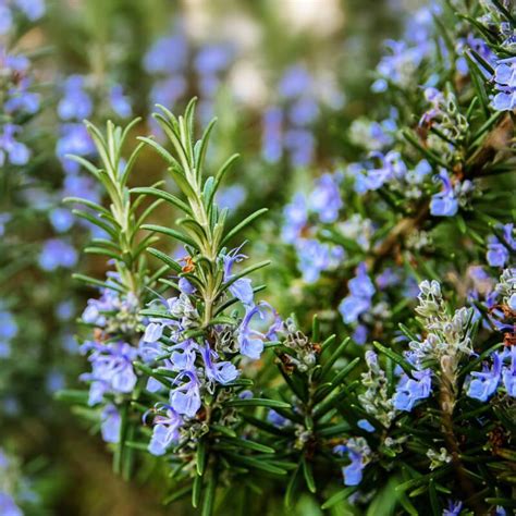 Plantas De Romero ROSMARINUS OFFICINALIS The Original Garden