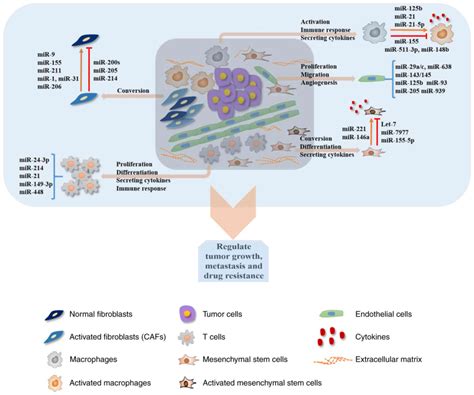 Role Of Micrornas In Remodeling The Tumor Microenvironment Review