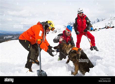 mountain rescue team practices  avalanche dog stock photo alamy
