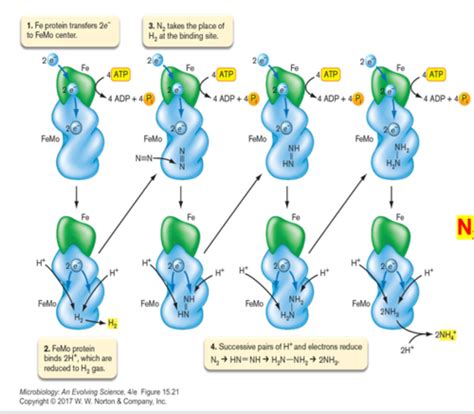 Biosynthesis Flashcards Quizlet