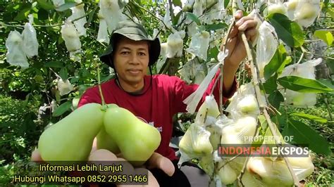 Panen Jambu Dalhari Dan Jambu Air Taiwan Super Green Di Kebun Buah Desa