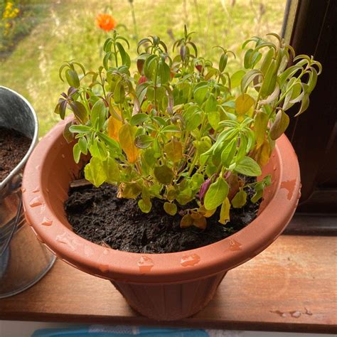 Why Are There Brown Spots on My Common Zinnia Leaves?