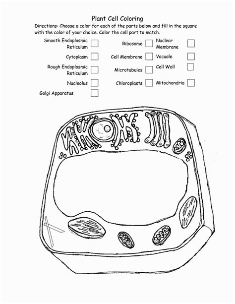 Plant Cell Answer Key Coloring Pages