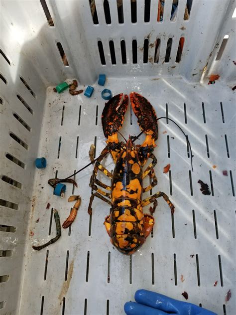 Another calico lobster. : r/RealLifeShinies