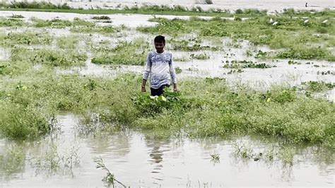 धान के कटोरे में किसानों पर दोहरी मार सूखे से फसल पर असर गंगा के