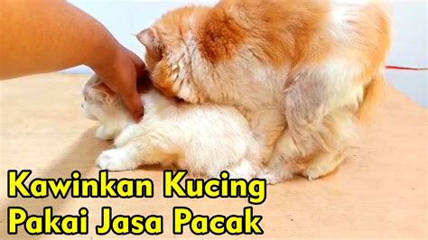 Mengawinkan Kucing Di Jasa Pacak Kawin Kucing Youtube