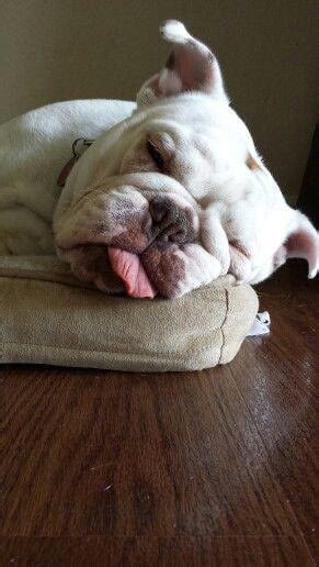 Sleeping Bulldog : r/Sleepinganimals