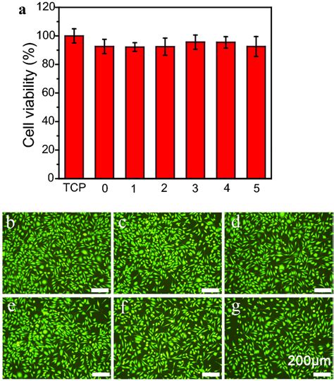 The Results Of The Cytotoxicity Tests Of Hydrogels Towards L Cells