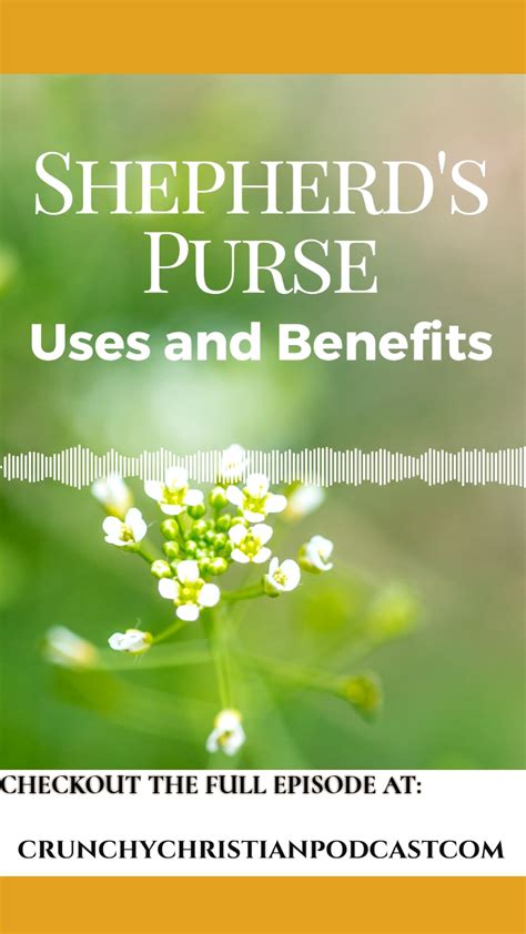 Shepherds purse uses and benefits – Artofit