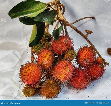 Rambutan Fruit Freshly Picked From The Tree Rambutan Fruit Comes From