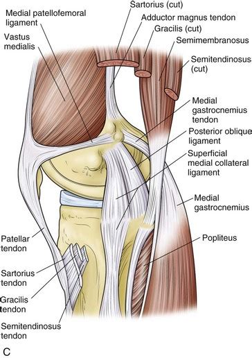 Classification Of Knee Ligament Injuries Musculoskeletal Key