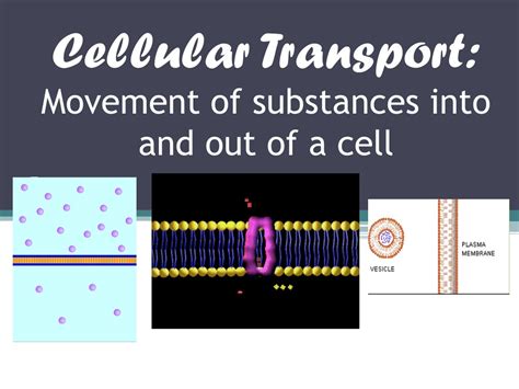 PPT Cellular Transport Movement Of Substances Into And Out Of A Cell