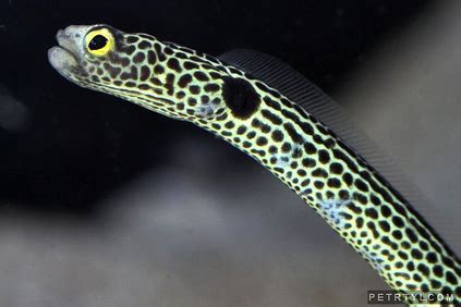 Spotted Garden Eel - The Reproductive System