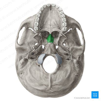 Vomer Anatomy Location And Function Kenhub