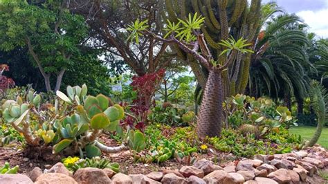 Use Succulents And Cacti For A Lush Waterwise Garden SA Garden And Home