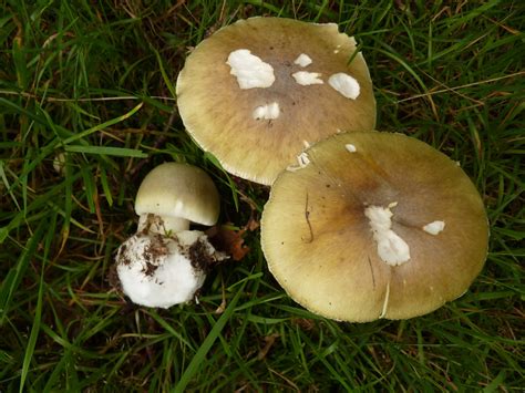 Siegurd Nl Amanita Phalloides Deadly Poisonous