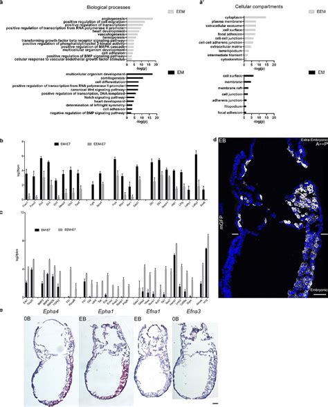 Figures And Data In Distinct Mesoderm Migration Phenotypes In Extra