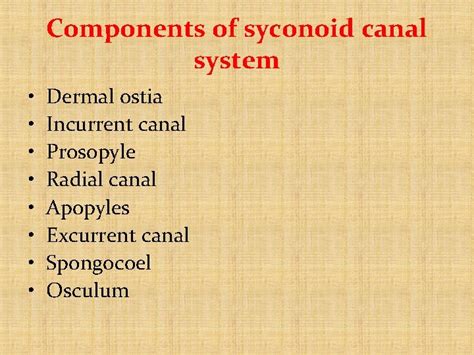 Canal system of sycon Introduction Habitat Scypha is