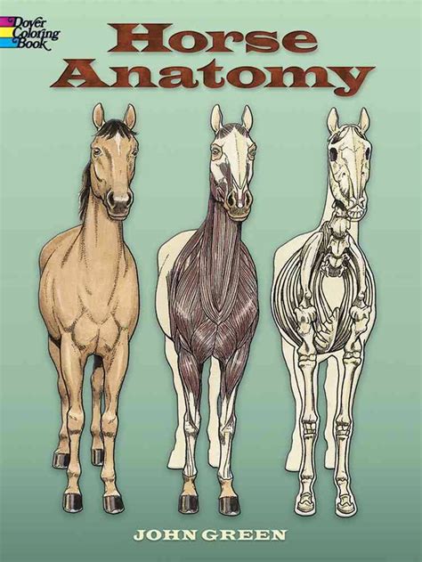 Horse Anatomy | VetBooks