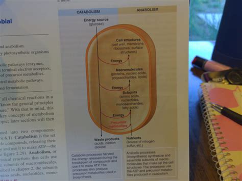 Chapter 6 Microbiology Flashcards Quizlet