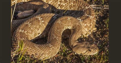 Por Qu La Serpiente Cascabel Hace Sonar Su Cascabel