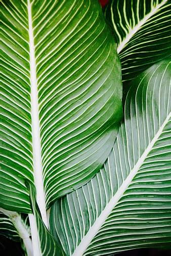 Palm Leaf James Palm Tree Close Up Beach Beautiful Beach Travel