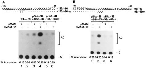 Hbx Transactivates The Tgf Promoter Through The Egr Binding Sites