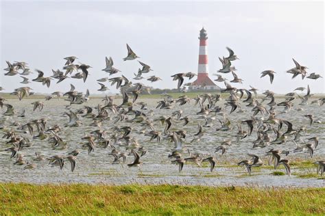 Stellenangebot Stationsleitung Westerhever Schutzstation Wattenmeer