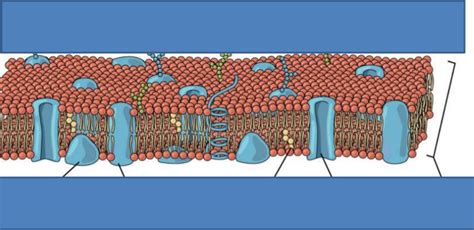 Cell Membrane Diagram Quizlet