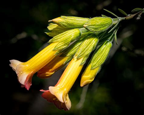 San Francisco Botanical Garden 4 29 22 Sharon Mollerus Flickr